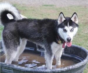 Huskies -Unknown Mix Dogs for adoption in Priest River, ID, USA
