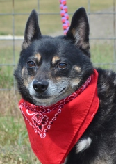 Chihuahua-Schipperke Mix Dogs for adoption in Liverpool, TX, USA