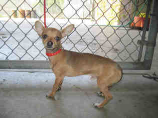 Medium Photo #1 Chihuahua Puppy For Sale in Camarillo, CA, USA