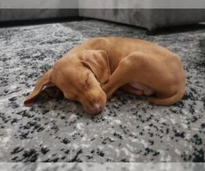 Vizsla Dogs for adoption in Cumming, GA, USA