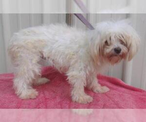 Maltese Dogs for adoption in Mountain View, MO, USA