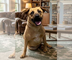 Labrador Retriever-Unknown Mix Dogs for adoption in Genesee, WI, USA