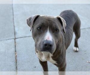 American Pit Bull Terrier Dogs for adoption in Tulsa, OK, USA