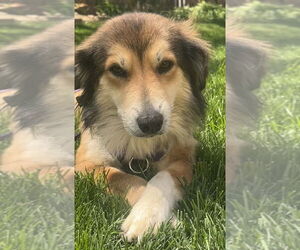 Mutt Dogs for adoption in Mundelein, IL, USA