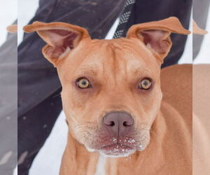 American Staffordshire Terrier-Boxer Mix Dogs for adoption in Huntley, IL, USA