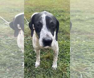 Mutt Dogs for adoption in Westwood, NJ, USA