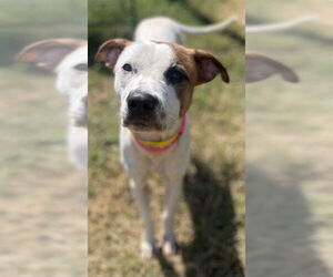 American Pit Bull Terrier-Unknown Mix Dogs for adoption in Augusta, GA, USA