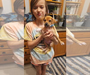 Mutt Dogs for adoption in New London, WI, USA