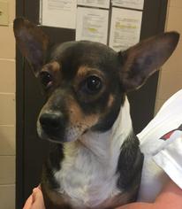 Chiweenie Dogs for adoption in Morehead, KY, USA