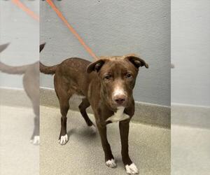 Labrador Retriever-Unknown Mix Dogs for adoption in Las Vegas, NV, USA