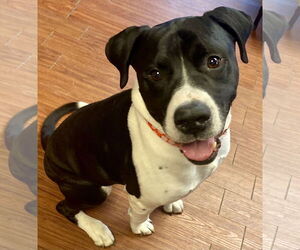 Boxador Dogs for adoption in Minneapolis, MN, USA