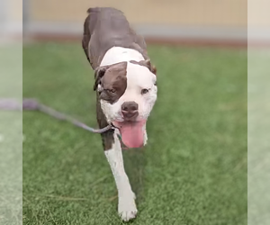 American Bulldog Dogs for adoption in Vail, AZ, USA