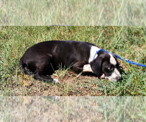 Mutt Dogs for adoption in Wetumpka, AL, USA