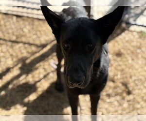 German Shepherd Dog Dogs for adoption in Tulsa, OK, USA