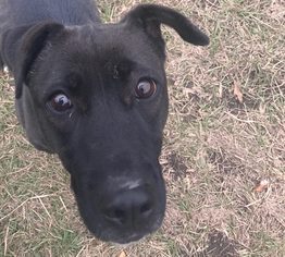 Labrador Retriever Dogs for adoption in Jackson, MS, USA