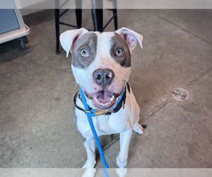 American Staffordshire Terrier-Unknown Mix Dogs for adoption in Tavares, FL, USA