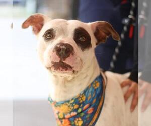 American Staffordshire Terrier-Unknown Mix Dogs for adoption in San Antonio, TX, USA