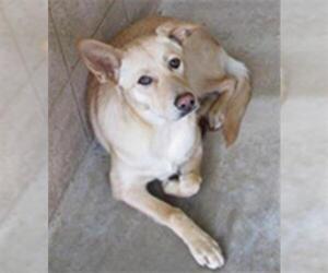 Shepradors Dogs for adoption in Ojai, CA, USA