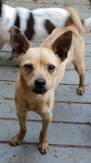 Chihuahua-Unknown Mix Dogs for adoption in Anderson, SC, USA