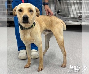 Labrador Retriever-Unknown Mix Dogs for adoption in Washington, DC, USA
