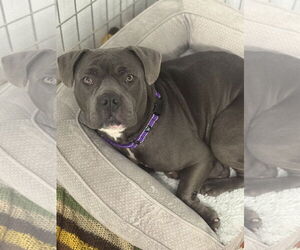 Mutt Dogs for adoption in NEWPORT NH, NH, USA