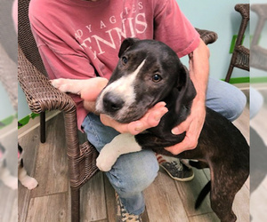 Borador Dogs for adoption in Mt. Laurel, NJ, USA
