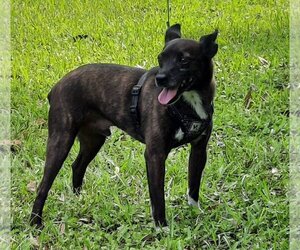 Miniature Pinscher-Unknown Mix Dogs for adoption in Lafayette, LA, USA