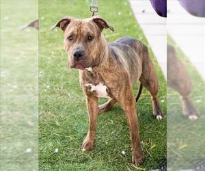 American Pit Bull Terrier-Unknown Mix Dogs for adoption in Las Vegas, NV, USA