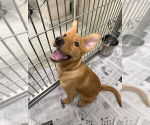 Siberian Husky Dogs for adoption in Fairbanks, AK, USA