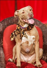 American Pit Bull Terrier Dogs for adoption in Fort Myers, FL, USA