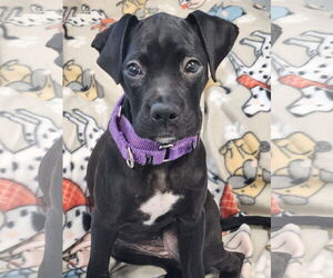 Boxer-Catahoula Leopard Dog Mix Dogs for adoption in Greenville, IL, USA