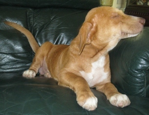 Medium Photo #1 Mutt Puppy For Sale in Garner, NC, USA