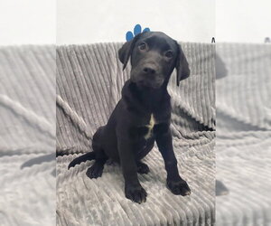 Mutt Dogs for adoption in Lake City, MI, USA