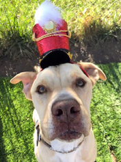  Dogs for adoption in Ventura, CA, USA
