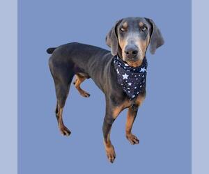 Doberman Pinscher Dogs for adoption in Bakersfield, CA, USA