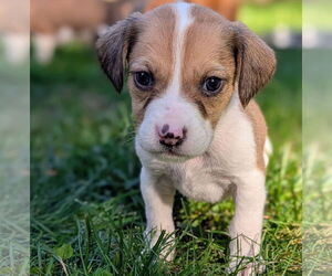 Beagle Dogs for adoption in Brooklyn Center, MN, USA