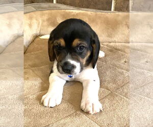 Beagle-Unknown Mix Dogs for adoption in Dunnellon, FL, USA