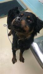 Rottweiler Dogs for adoption in Waterford, VA, USA