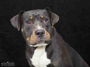 Rottweiler-American Pit Bull Terrier Dogs for adoption in Nashville, TN, USA