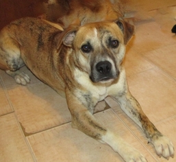 Medium Photo #1 Labrador Retriever-Unknown Mix Puppy For Sale in Rutledge, TN, USA