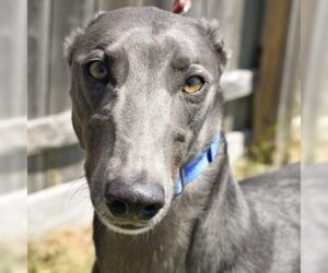 Greyhound Dogs for adoption in Grandville, MI, USA