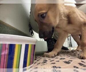Black Mouth Cur-Unknown Mix Dogs for adoption in Plano, TX, USA