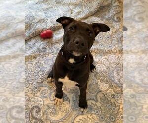 Labrador Retriever-Unknown Mix Dogs for adoption in Brewster, MA, USA