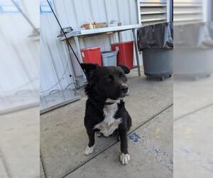 Border Collie Dogs for adoption in Bakersfield, CA, USA
