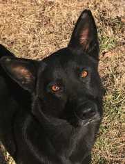 Shepradors Dogs for adoption in Conway, AR, USA