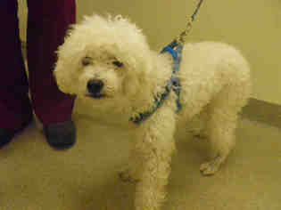 Poodle (Miniature) Dogs for adoption in Vero Beach, FL, USA