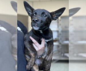- Mix Dogs for adoption in Salisbury, NC, USA
