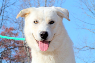 Great Pyrenees Dogs for adoption in Sparta, TN, USA