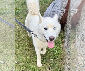 Medium Photo #2 Siberian Husky Puppy For Sale in Waldron, AR, USA