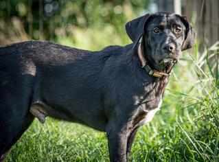 Labrador Retriever Dogs for adoption in Walnutport, PA, USA